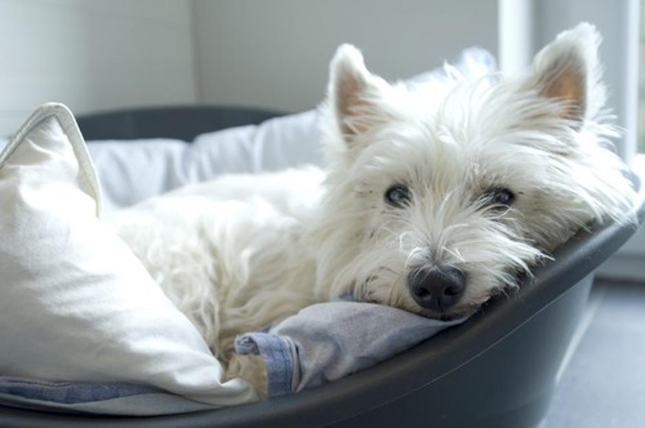 Višavski terier | Avtor: Profimedias