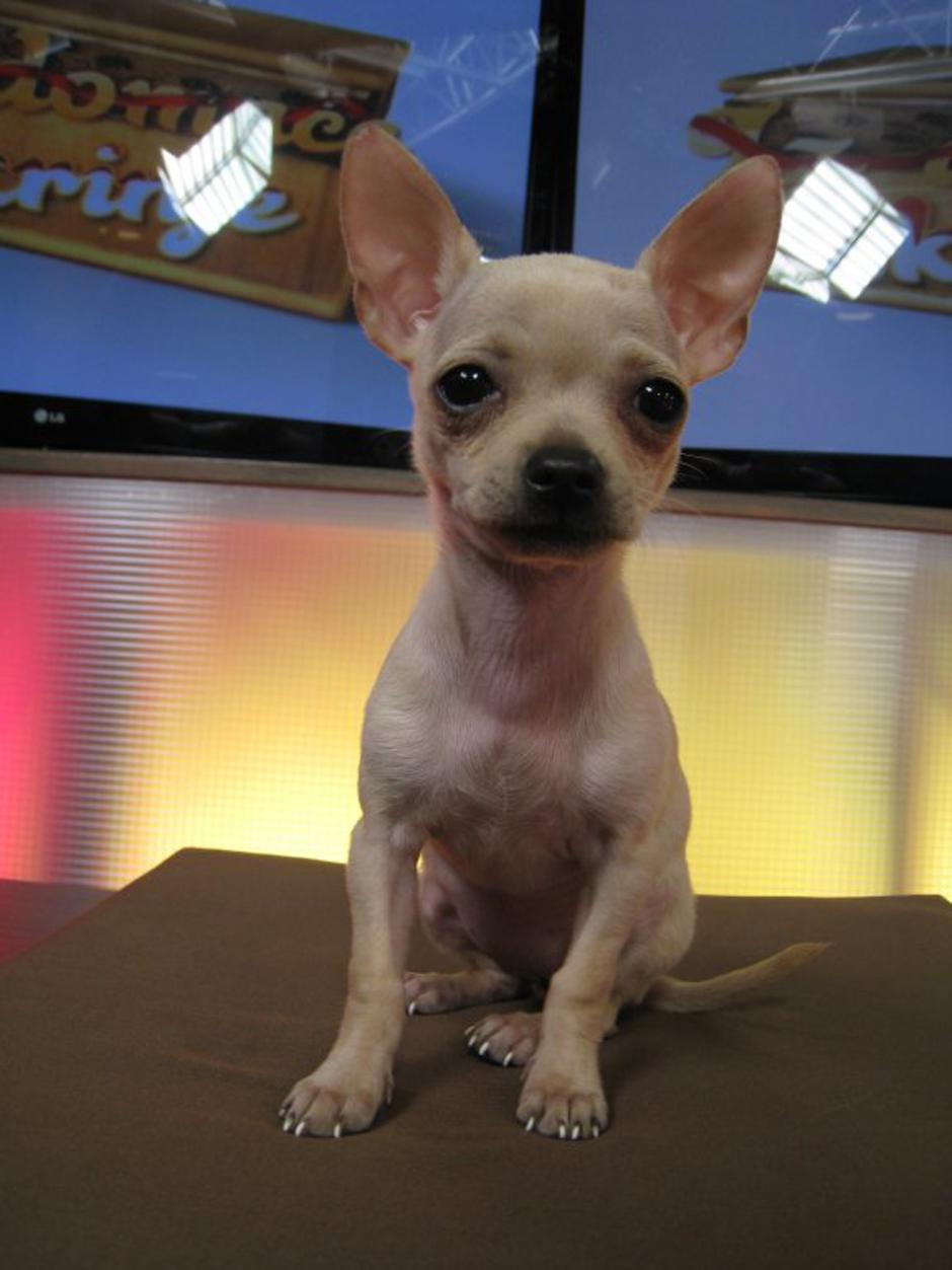 Neža Marolt | Avtor: Ana Fetih