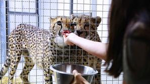 Gepardi v ZOO Ljubljana