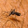 Virus Zahodnega Nila prenašajo komarji. (Foto: Žurnal24)