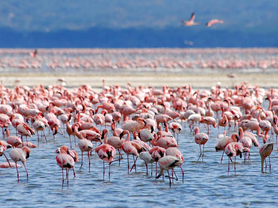 (Foto: Shutterstock)