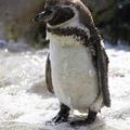 Pingvin ZOO Dunaj