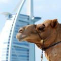 Najdražjo kamelo je kupil dubajski šejk.