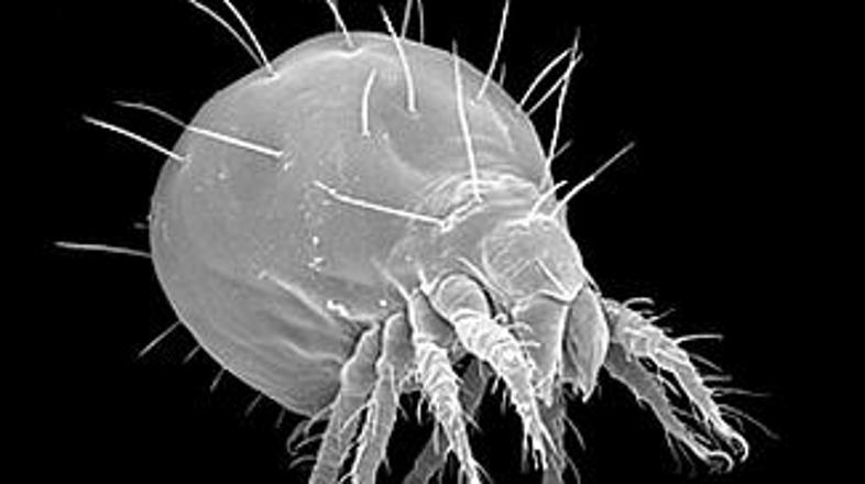 Drobcena pršica je močnejša kot kdorkoli.