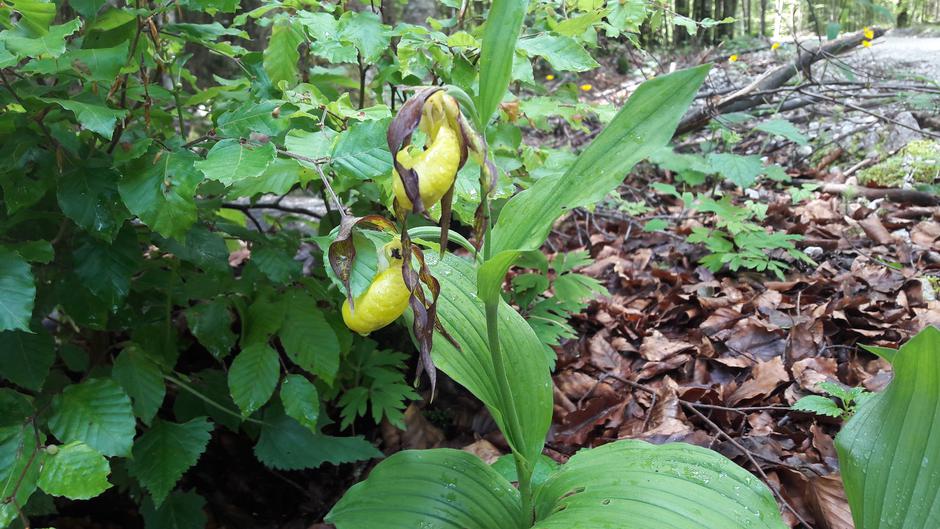lepi čeveljc, Jezersko, zaščitena rastlina, roža | Avtor: M. Ha.