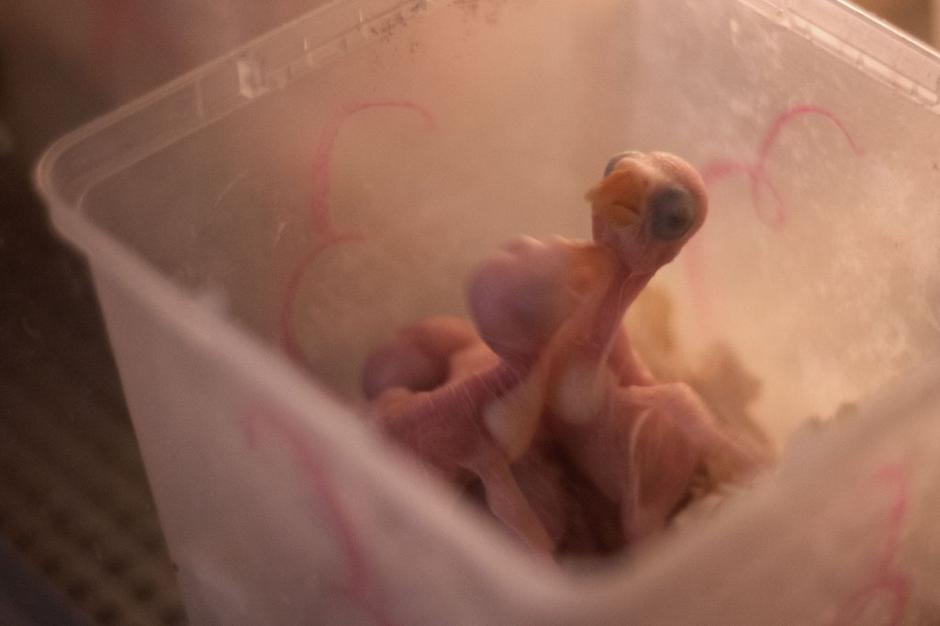 Aleksandri | Avtor: Katja Vogrinec