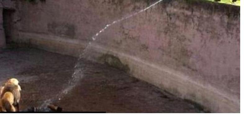 Nesreča v ZOO v Barceloni