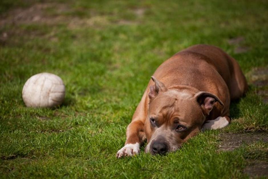 American Staffordshire Terrier | Avtor: Profimedias