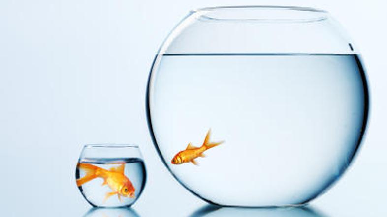 Ribe so bolj pametne, kot si lahko mislimo.