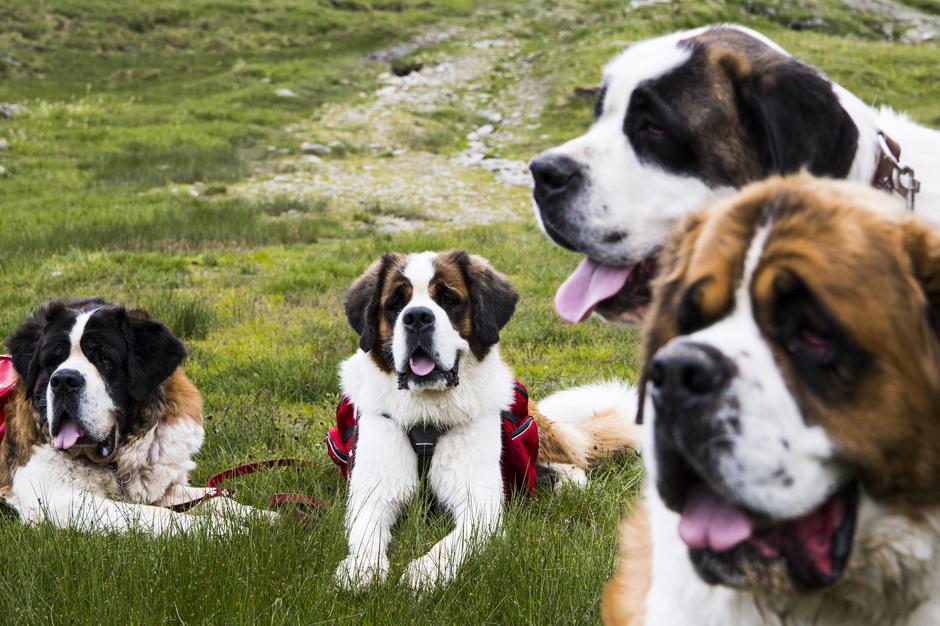 Bernardinci in pesjak | Avtor: EPA