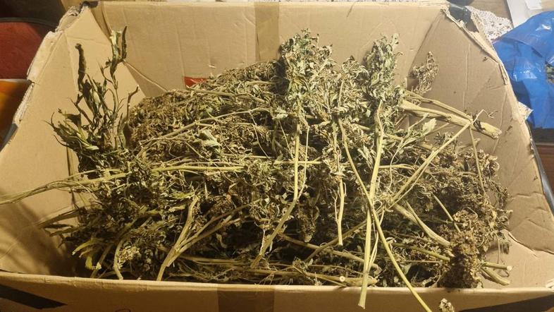 Novice: V Mengšu gojil konopljo, sedaj je v priporu