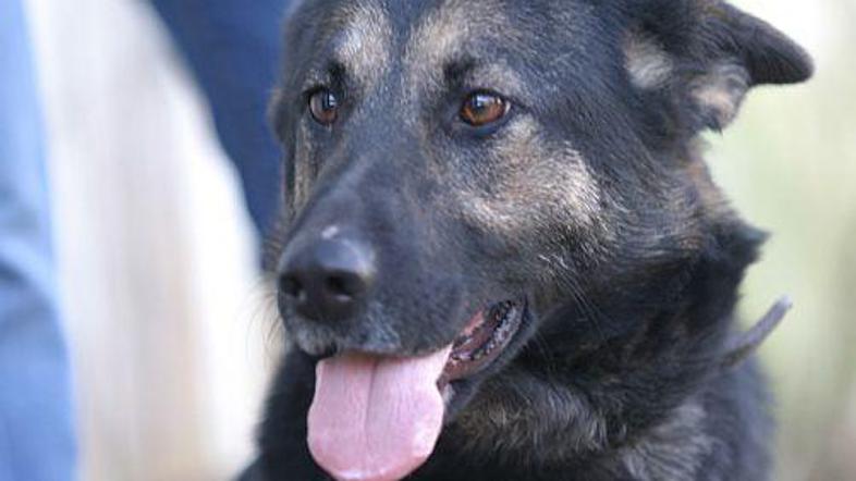 Poginuli pes ni bil cepljen, čeprav je bil star že eno leto.