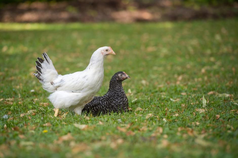 kokoš | Avtor: Anže Petkovšek