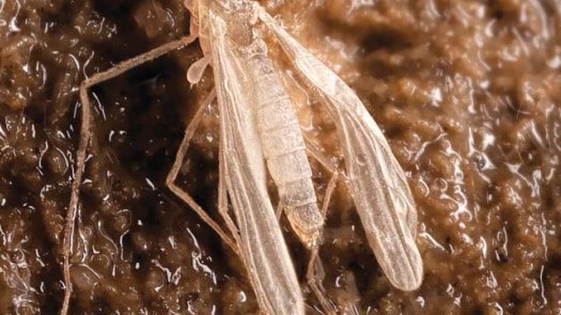 Odkritje jama Velebit