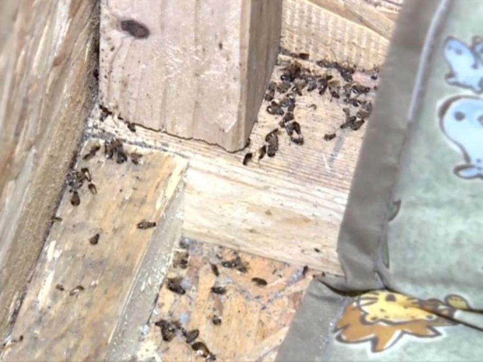 Škatla | Avtor: Ameriška policija