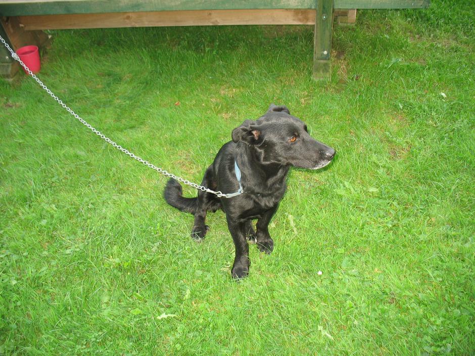 Pes ugriznil otroka, policija prosi za pomoč | Avtor: PU Celje