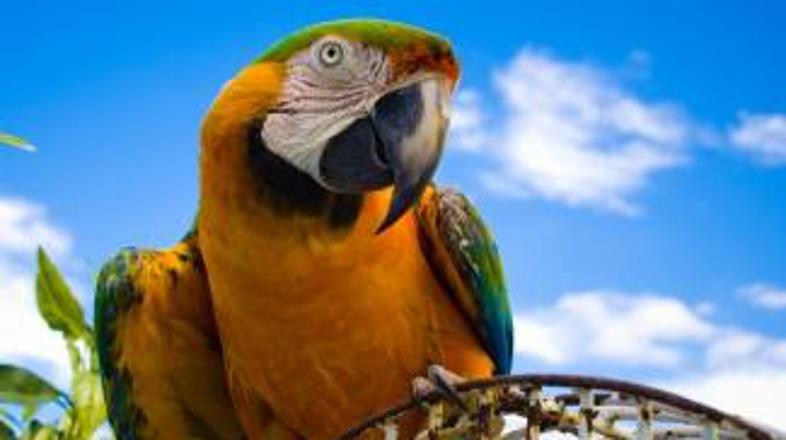 Tudi papagaj je lahko heroj!