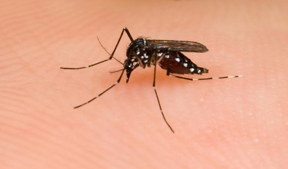Zivljenje 02.04.10, tigrasti komar, foto: shutterstock