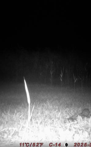 Močvirska uharica na Cerkniškem jezeru