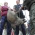 Divje svinje v Karlovcu