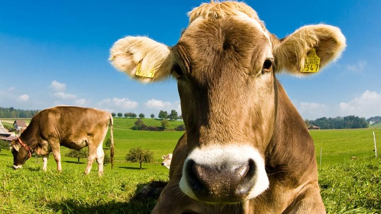 Slovenija 18.09.12, krava, kmetija, turisticna kmetija, farma, pasa, foto: shutt