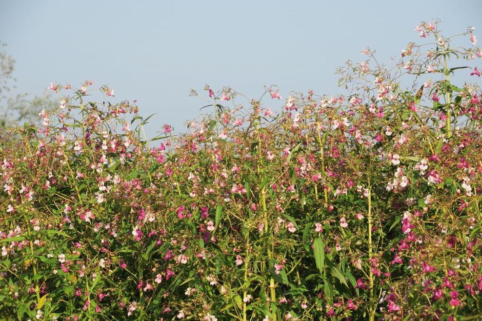 Zlezava nedotika | Avtor: Zavod RS za varstvo narave, Luka Oman, Zavod Symbiosis