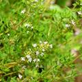 Thymus vulgaris, timijan