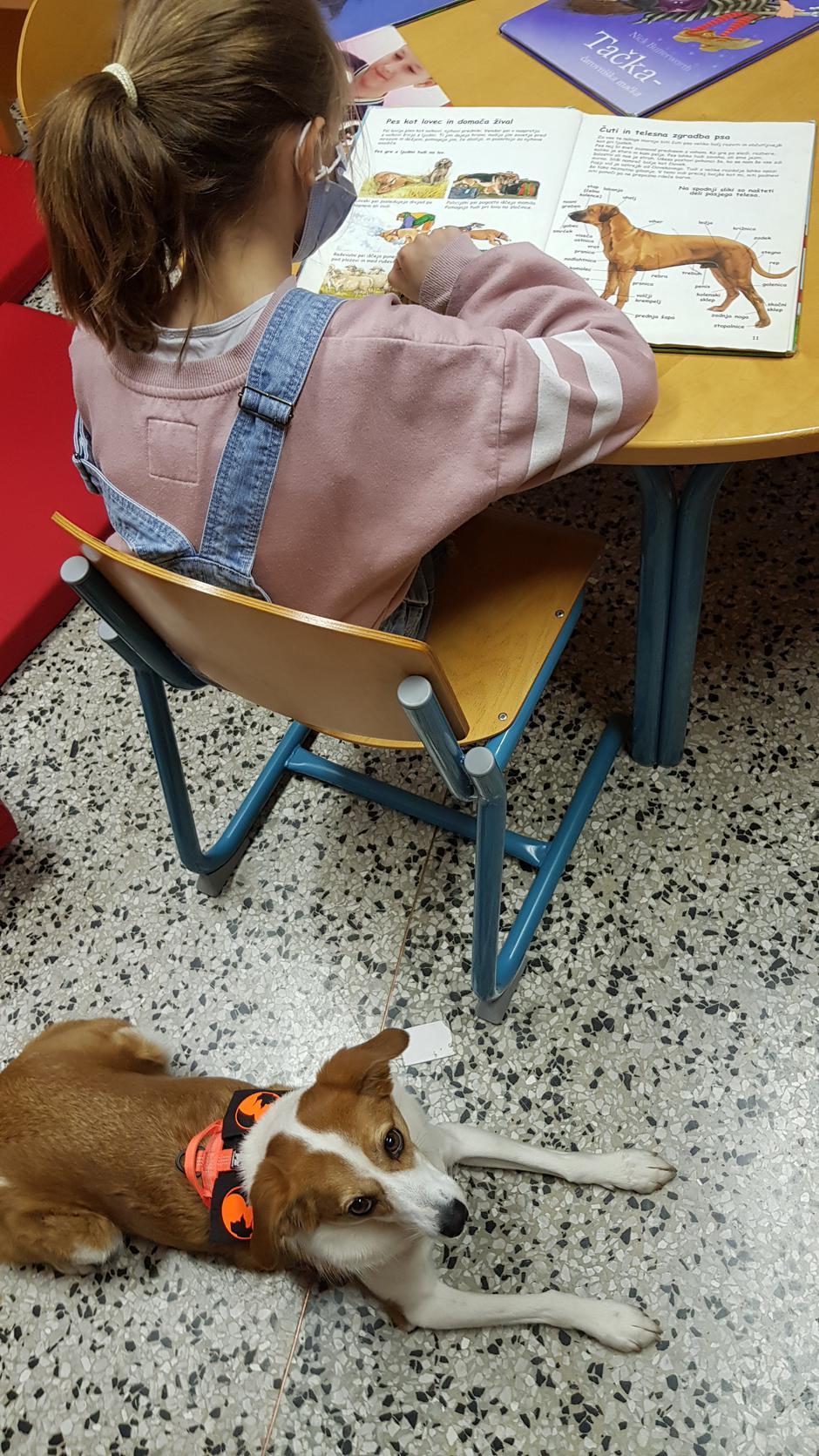 Ambasadorji nasmeha | Avtor: Ambasadorji nasmeha