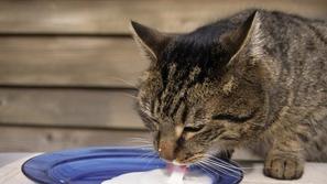 Mačka pije mleko