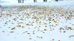sneg listje