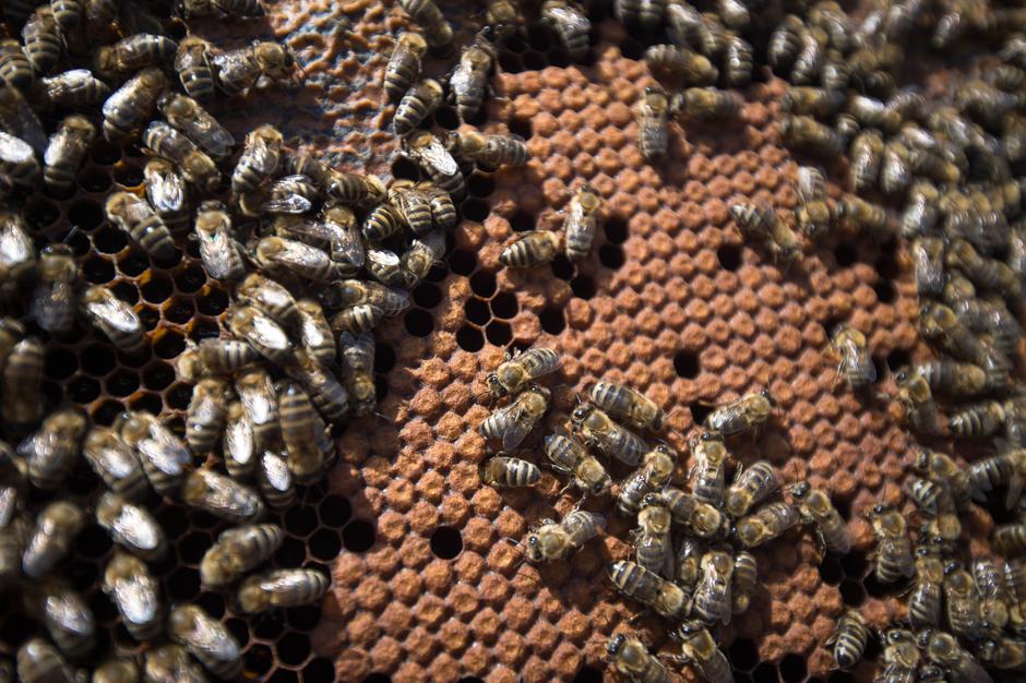 Peter Pečenko, urbani čebelar. | Avtor: Anže Petkovšek