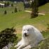 Pirenejski planinski pes