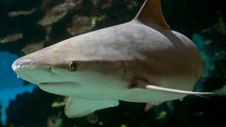 Poleg morskih psov se lahko nespolno razmnožujejo še številne druge ribe, plazil