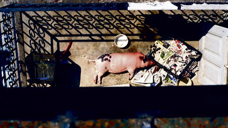 Pujso Pepo je na balkonu fotografiral sosed, ki je prepričan, da prašič ne spada