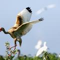 Beli ibis (Foto: Reuters)
