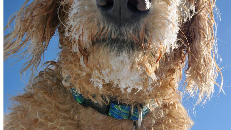 Preprečite, da bi pes pojedel preveč snega. (Foto: Shutterstock)