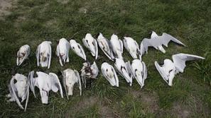 Pogin ptic - Ptujsko jezero