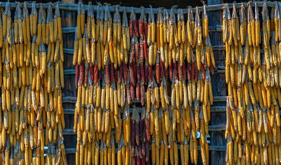 Huda nesreča: Med spravilom koruze padel z lestve in umrl