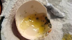 Jajca v Tušu