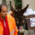 Sicilski "osli smetarji" so deležni radovednih pogledov.