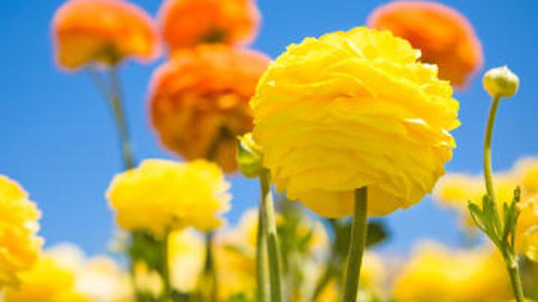 Lepe na pogled, nevarne za vašo razdraženo sluznico.