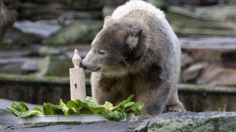Knut je osvojil mnoga srca, postal pa je tudi prava medijska atrakcija. Upihnil 