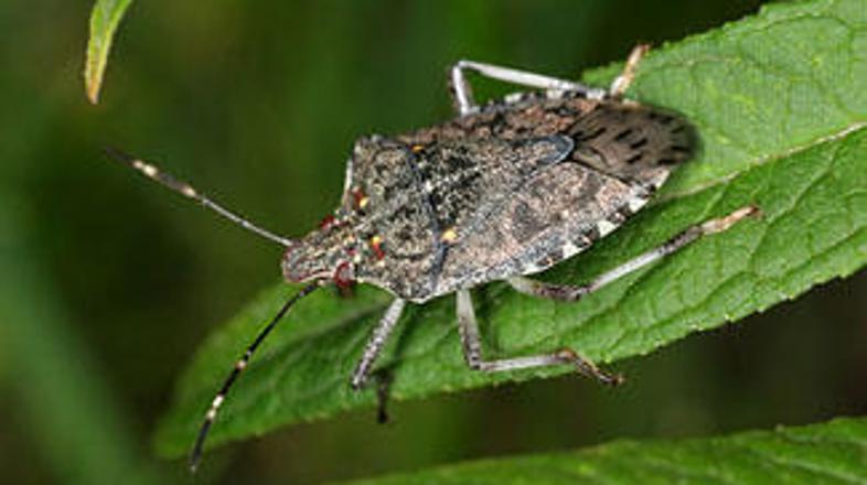 Škodljiva drevesna stenica se je prvič v zgodovini pojavila na evropskih tleh.