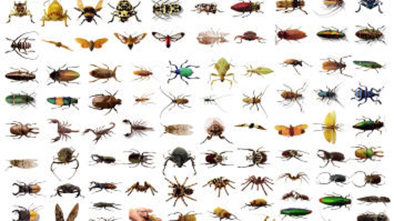 Stenice od blizu niti niso preveč ljubke.