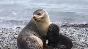 Arctocephalus gazella
