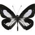 nove vrste, Nova Gvineja, metulj (Ideopsis fojana)