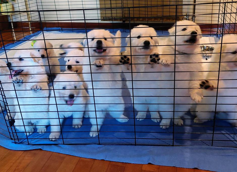 Beli švicarski ovčar | Avtor: Damjana Jugovic Božnar