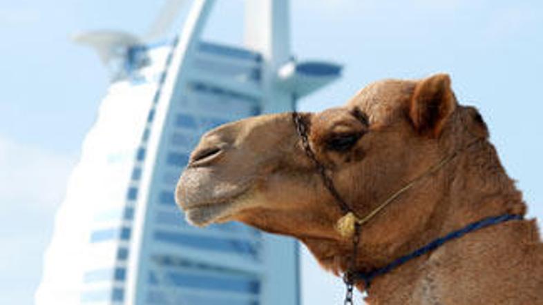 Najdražjo kamelo je kupil dubajski šejk.
