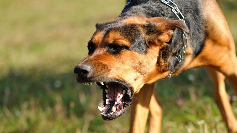 Nevarni psi so psi, ki so že poškodovali človeka ali žival. (Foto: Shutterstock)