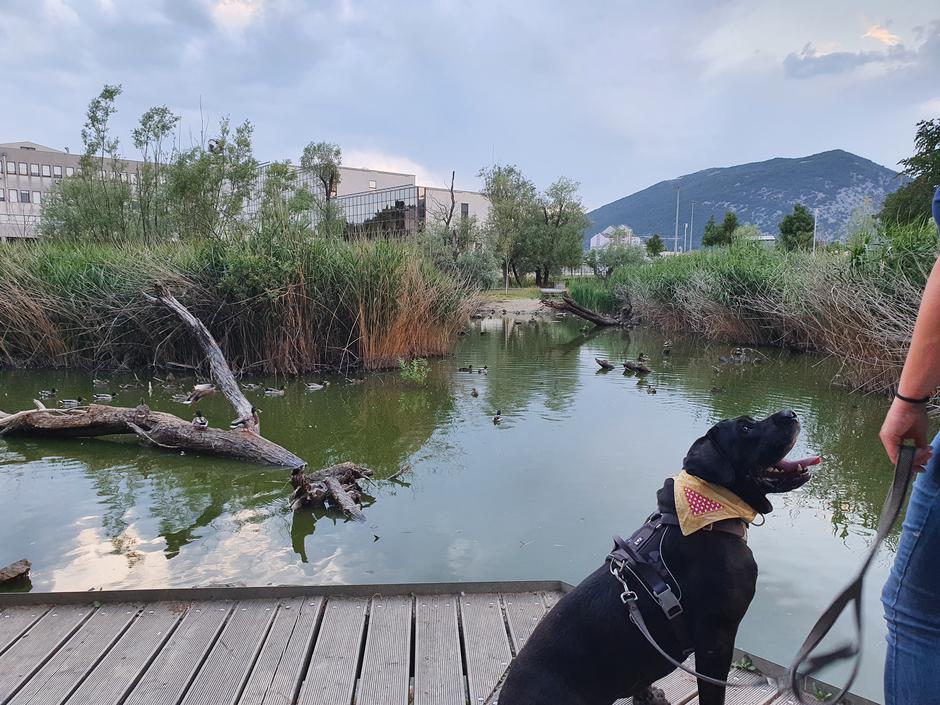 Blazno blatno | Avtor: Blazno blatno